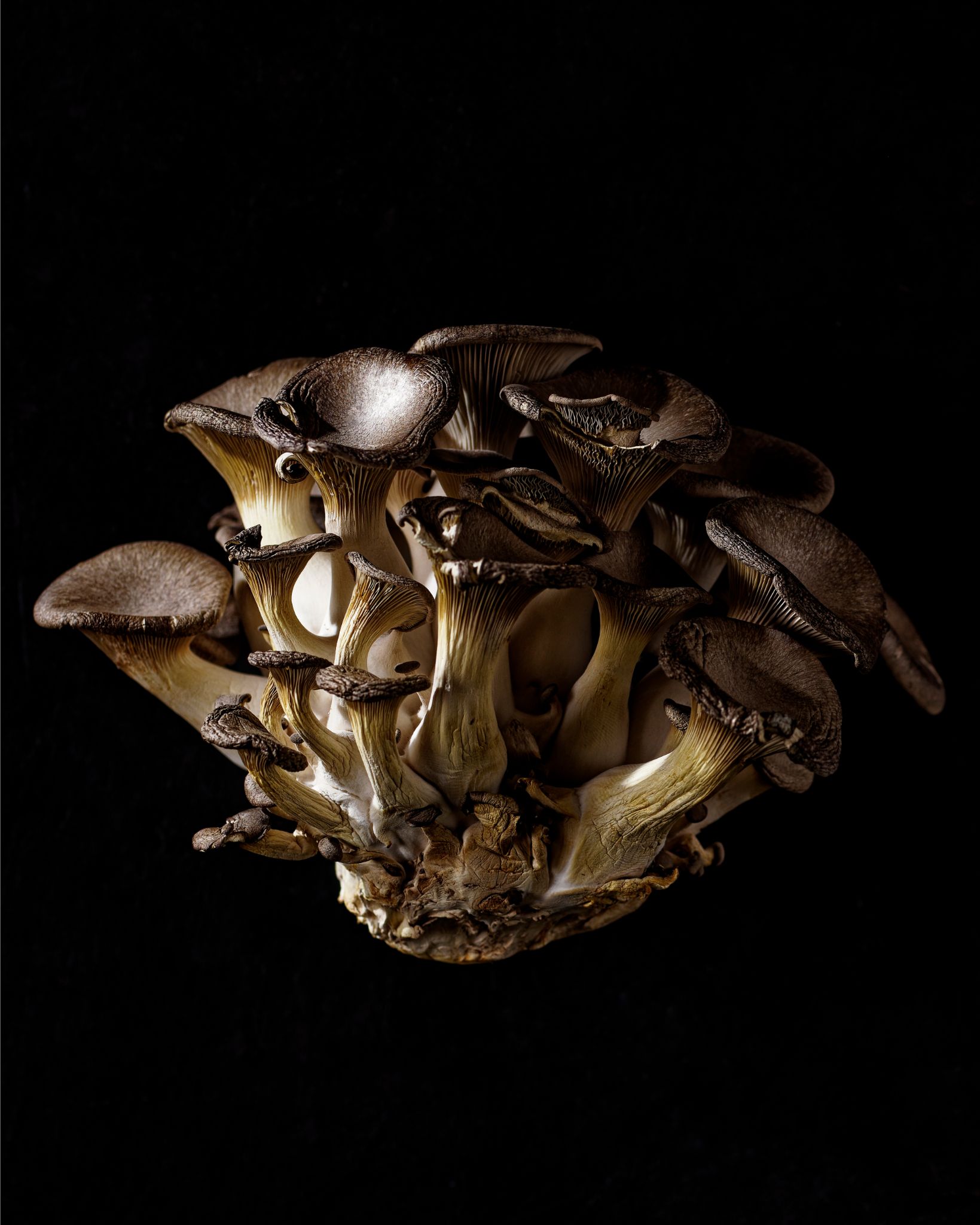 Caitlin Boyle photography of a gathering of live mushrooms